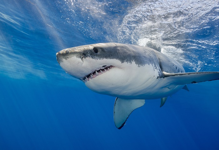 What Happens When You Catch a Great White Shark?