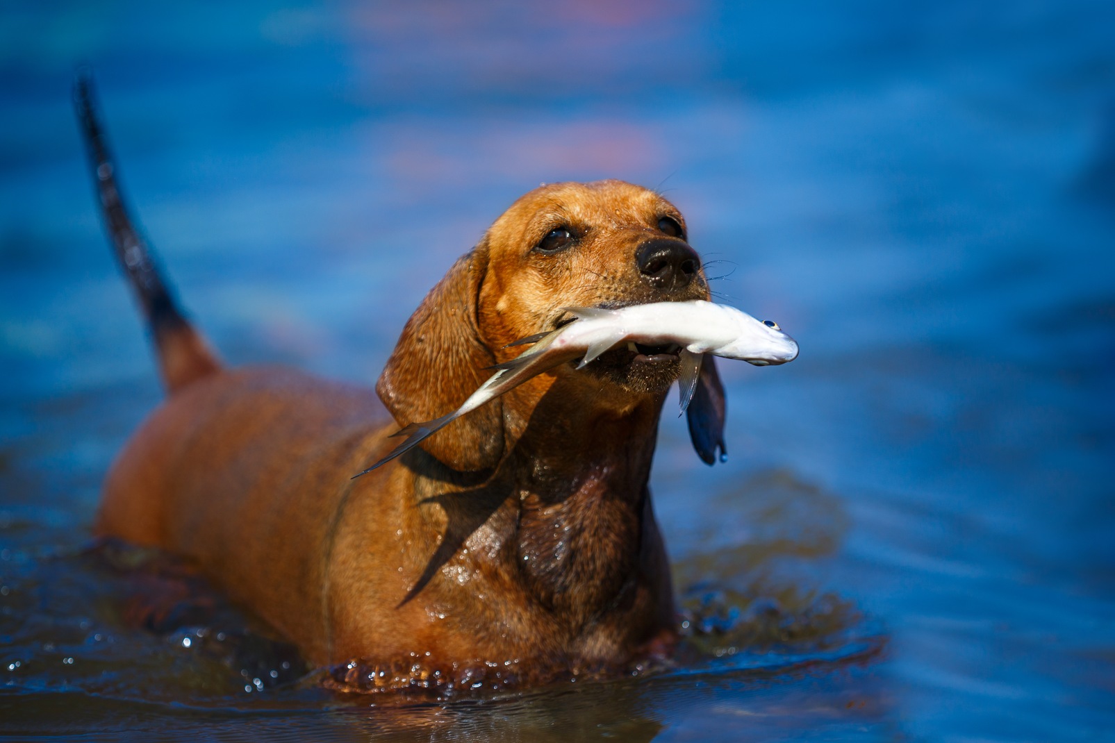 Dog fishing. Dog Fish.