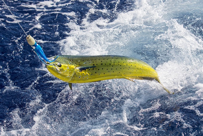 Summer Destination: Waters Flourishing with Mahi-Mahi