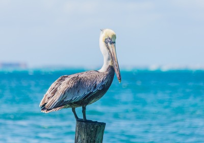 Fishing Takes Flight: Tips for Using Birds’ Help to Find Your Next Catch