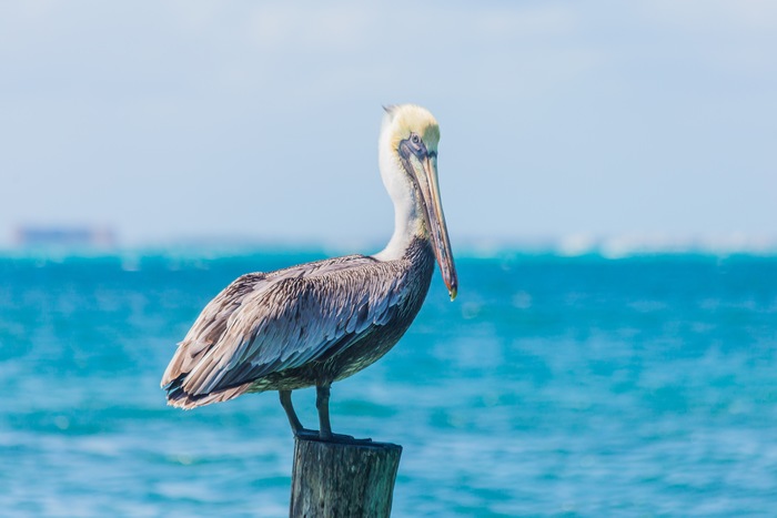 Fishing Takes Flight: Tips for Using Birds’ Help to Find Your Next Catch