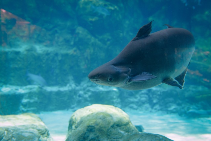 Could a Giant Catfish Cause an Earthquake? Yes! Kind of...