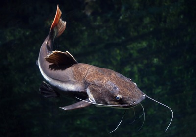 Crazy Cats: Our Best Tips for Catfish