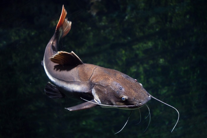 Crazy Cats: Our Best Tips for Catfish