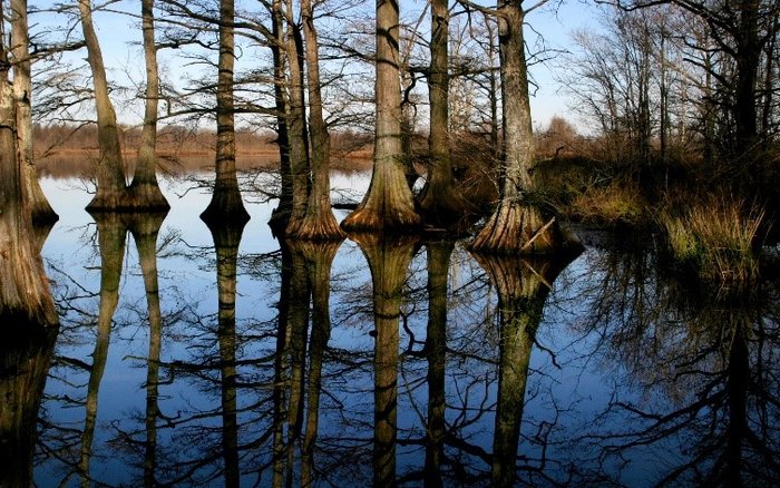 Reelfoot Lake, Tennessee: An Earthquake Turned Natural Wonder