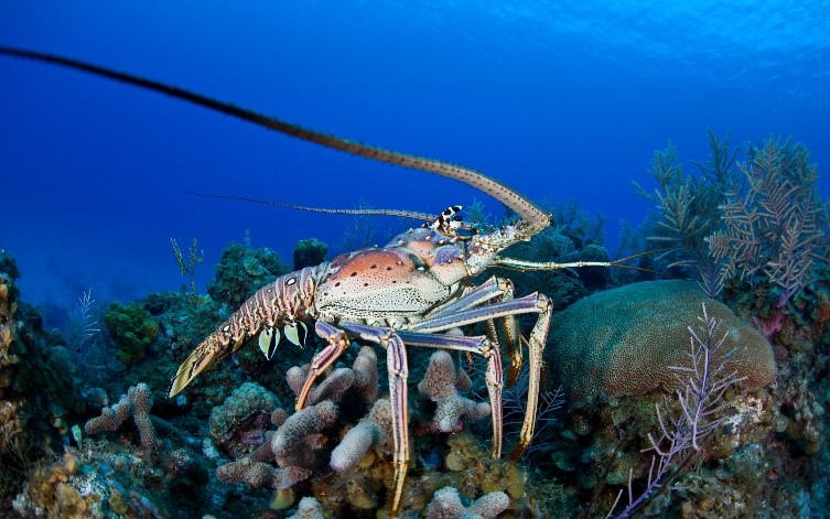 Diving Into Florida’s Spiny Lobster Season