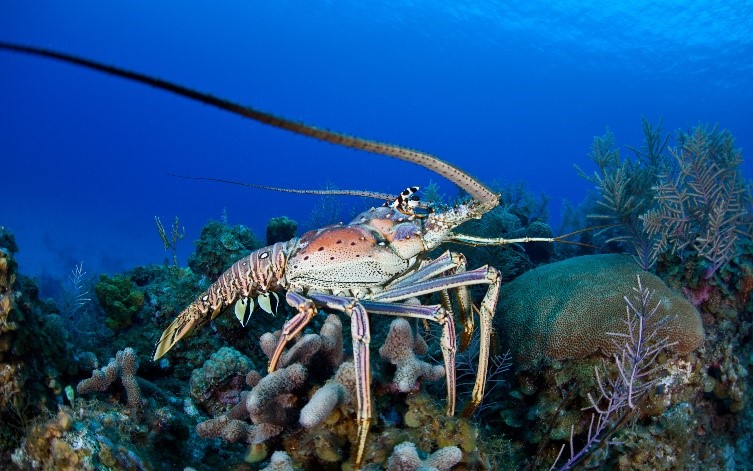 Diving Into Florida S Spiny Lobster Season