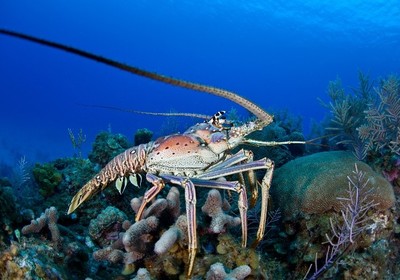 Diving into Florida’s Spiny Lobster Season