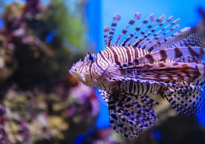 Just in Time for Thanksgiving: Meet the Turkeyfish