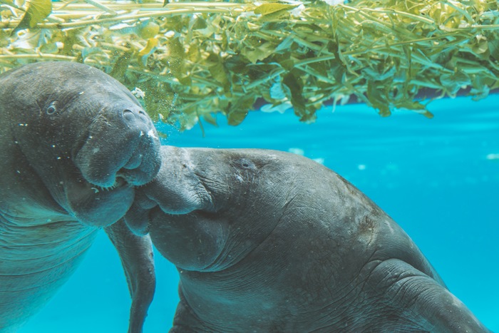 Exploring South Florida's Manatee Season