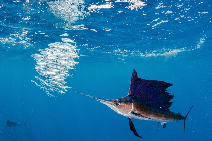 February Fishing in Miami: What's Biting?