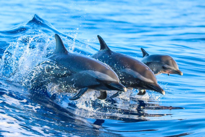 Learn to Fish Like a Dolphin on National Dolphin Day
