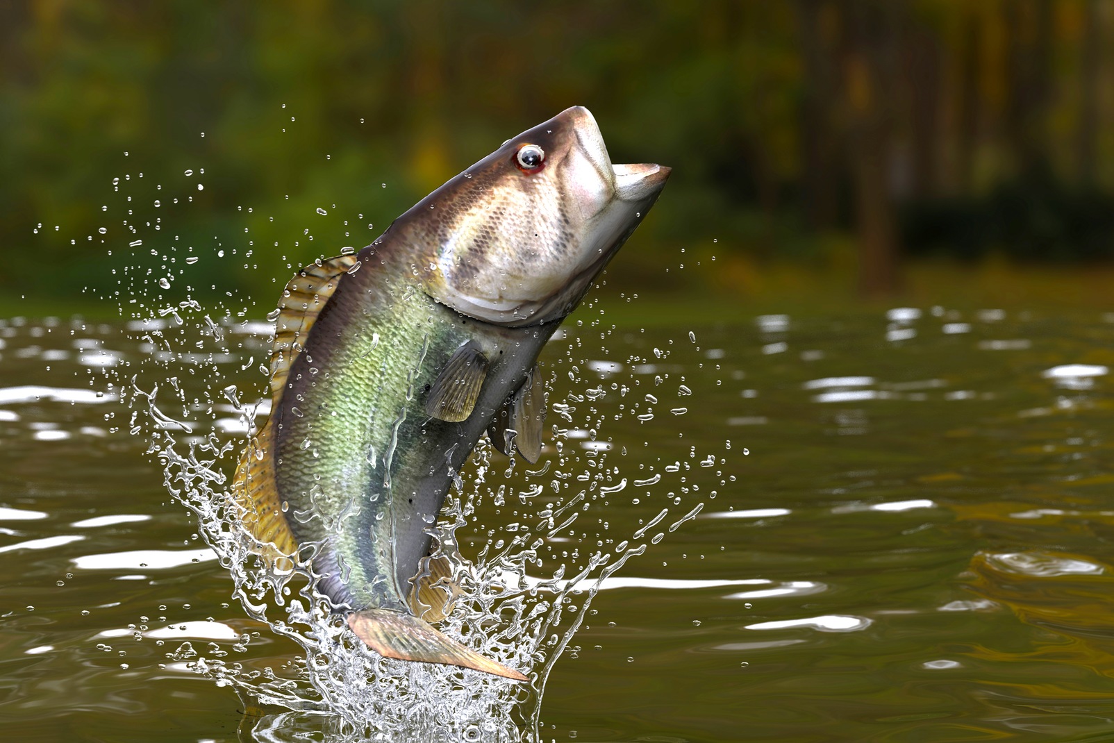 Largemouth Bass.