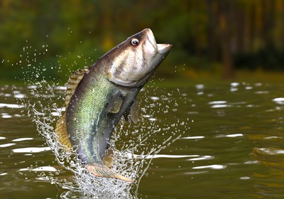 5 Tips for Lucky Largemouth Fishing